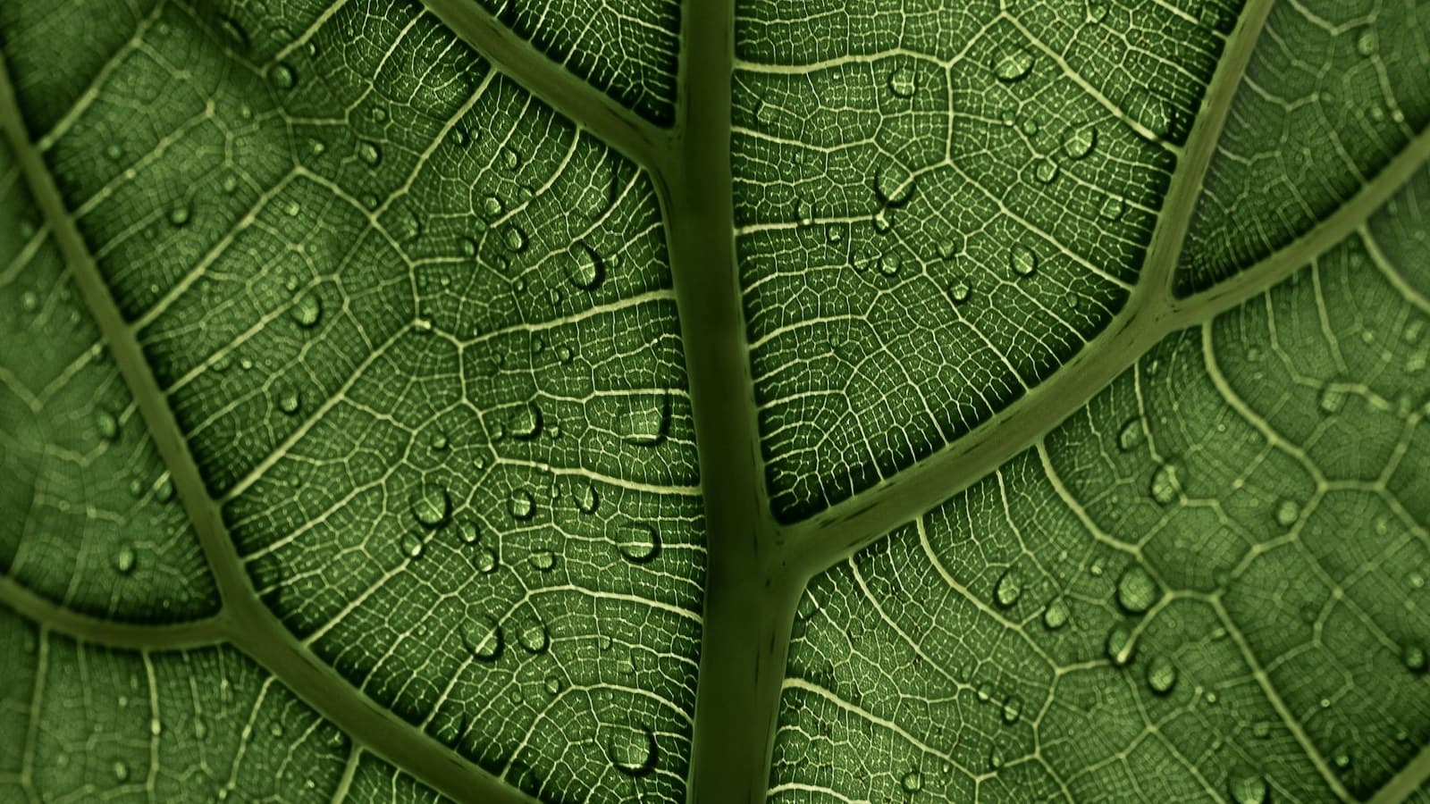 Close-up macro shot of a green leaf's vein structure with water droplets beaded across its surface.